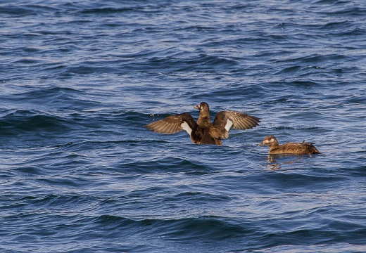 ORCO MARINO, Velvet scoter, Melanitta fusca - Località: lago di Lecco (LC)