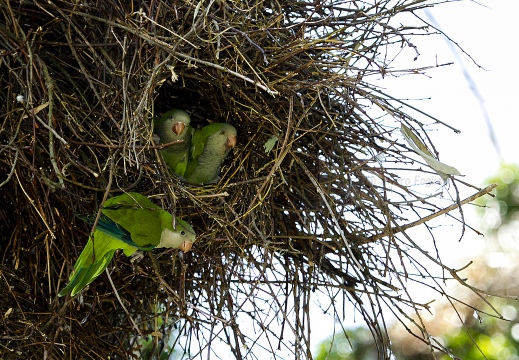 PARROCCHETTO MONACO, Monk parakeet, Myiopsitta monachus - Località: Ospedale Mater salutis, Legnago (VR)