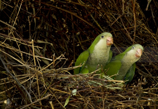 PARROCCHETTO MONACO, Monk parakeet, Myiopsitta monachus - Località: Ospedale Mater salutis, Legnago (VR)