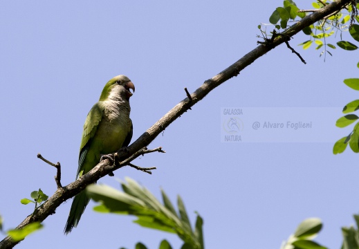 PARROCCHETTO MONACO, Monk parakeet, Myiopsitta monachus - Località: Ospedale Mater salutis, Legnago (VR)