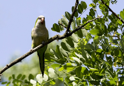 PARROCCHETTO MONACO, Monk parakeet, Myiopsitta monachus - Località: Ospedale Mater salutis, Legnago (VR)