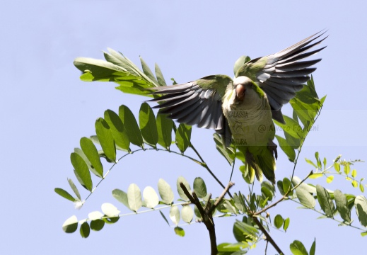 PARROCCHETTO MONACO, Monk parakeet, Myiopsitta monachus - Località: Ospedale Mater salutis, Legnago (VR)