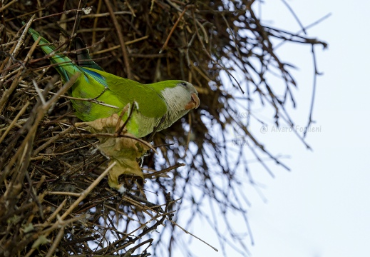 PARROCCHETTO MONACO, Monk parakeet, Myiopsitta monachus - Località: Ospedale Mater salutis, Legnago (VR)