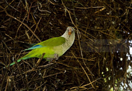 PARROCCHETTO MONACO, Monk parakeet, Myiopsitta monachus - Località: Ospedale Mater salutis, Legnago (VR)