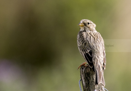 STRILLOZZO, Corn Bunting, Bruant proyer; Emberiza calandra