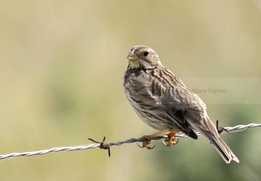 STRILLOZZO, Corn Bunting, Bruant proyer; Emberiza calandra