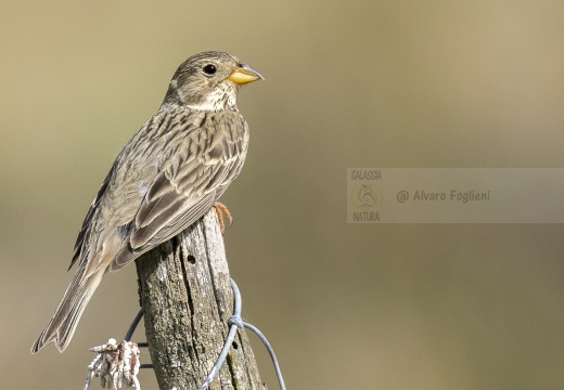 STRILLOZZO, Corn Bunting, Bruant proyer; Emberiza calandra