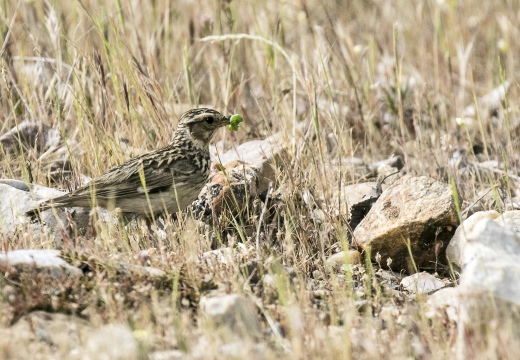 TOTTAVILLA, Woodlark, Lullula arborea