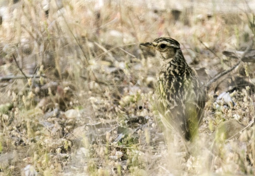 TOTTAVILLA, Woodlark, Lullula arborea