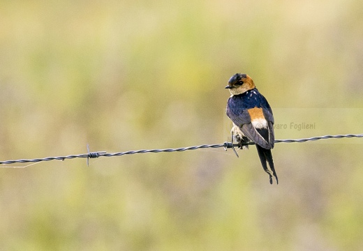 RONDINE ROSSICCIA, Red-rumped swallow, Cecropis daurica