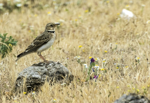 CALANDRA, Calandra Lark, Melanocorypha calandra