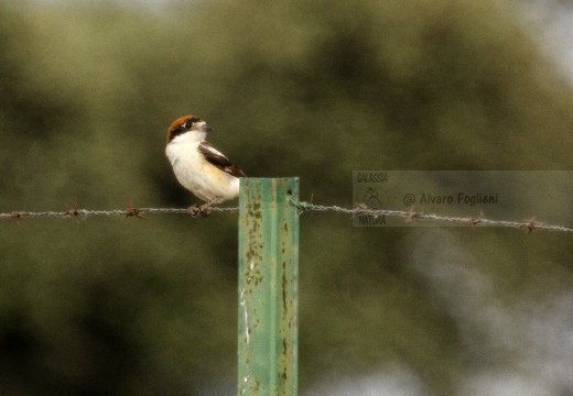 AVERLA CAPIROSSA, Woodchat Shrike, Lanius senator