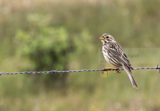 STRILLOZZO, Corn Bunting, Bruant proyer; Emberiza calandra