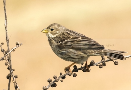 STRILLOZZO, Corn Bunting, Bruant proyer; Emberiza calandra