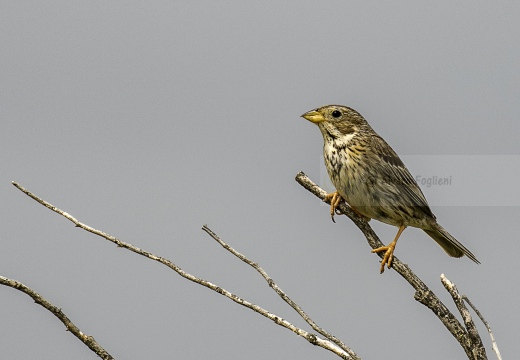 STRILLOZZO, Corn Bunting, Bruant proyer; Emberiza calandra