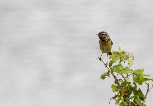 SALTIMPALO, Stonechat, Saxicola torquata