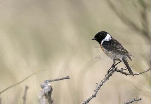 SALTIMPALO, Stonechat, Saxicola torquata