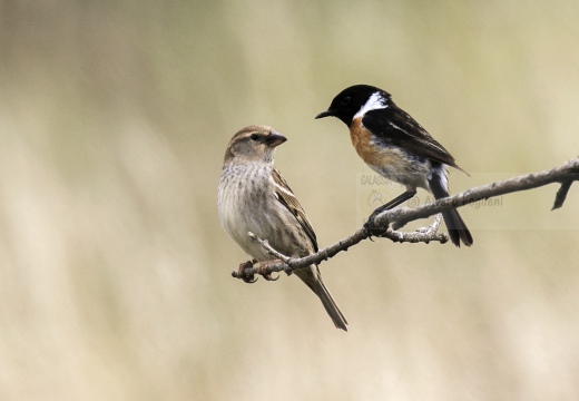 SALTIMPALO, Stonechat, Saxicola torquata