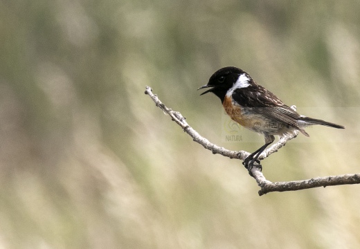 SALTIMPALO, Stonechat, Saxicola torquata