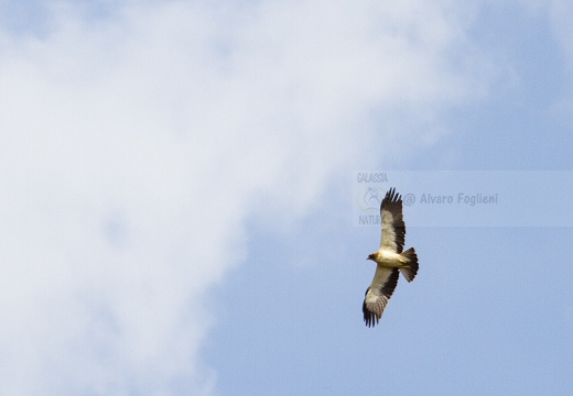 AQUILA MINORE, Booted Eagle, Hieraaetus pennatus 