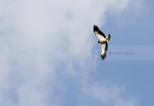 AQUILA MINORE, Booted Eagle, Hieraaetus pennatus 