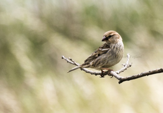 PASSERA EUROPEA, House sparrow, Passer domesticus