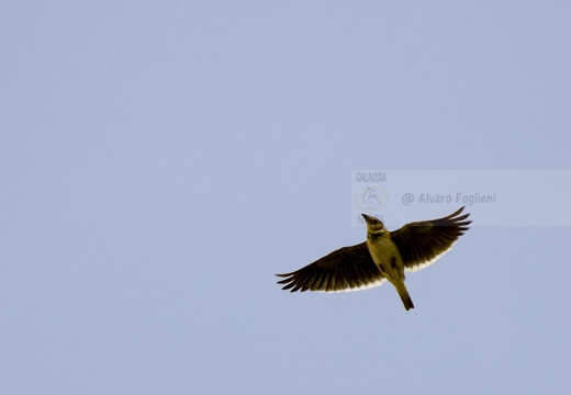 CALANDRA, Calandra Lark, Melanocorypha calandra