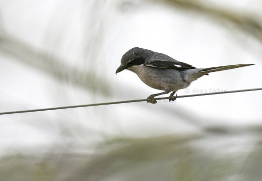 AVERLA MERIDIONALE, Iberian grey shrike, Lanius meridionalis