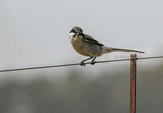 AVERLA MERIDIONALE, Iberian grey shrike, Lanius meridionalis