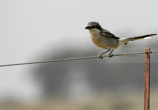 AVERLA MERIDIONALE, Iberian grey shrike, Lanius meridionalis