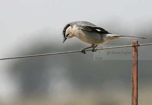 AVERLA MERIDIONALE, Iberian grey shrike, Lanius meridionalis