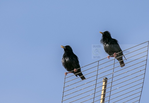 STORNO NERO, Spotless starling, Sturnus unicolor