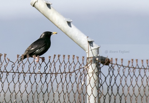 STORNO NERO, Spotless starling, Sturnus unicolor