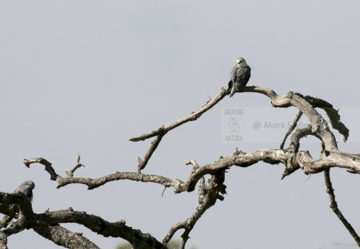 NIBBIO BIANCO,  Black-winged kite, Elanus caeruleus