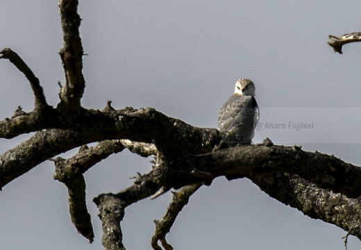 NIBBIO BIANCO,  Black-winged kite, Elanus caeruleus