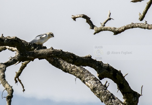 NIBBIO BIANCO,  Black-winged kite, Elanus caeruleus