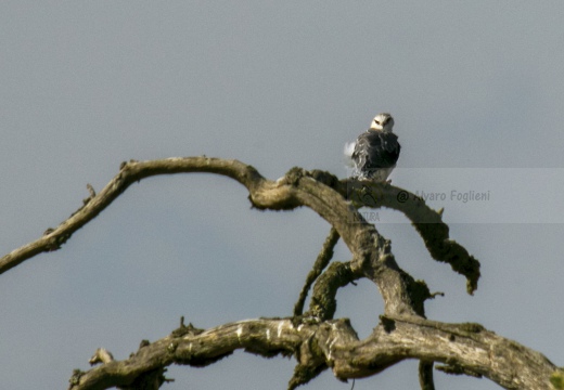 NIBBIO BIANCO,  Black-winged kite, Elanus caeruleus