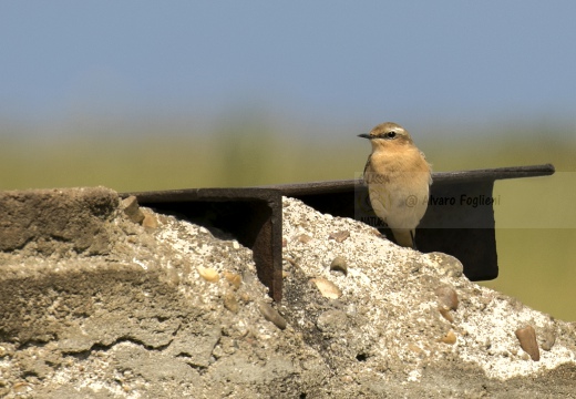 CULBIANCO - Wheatear - Oenanthe oenanthe - Luogo: Dorsale Orobica Lecchese - Forcella Alta - Resegone - (LC) 