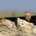 CULBIANCO - Wheatear - Oenanthe oenanthe - Luogo: Dorsale Orobica Lecchese - Forcella Alta - Resegone - (LC) 