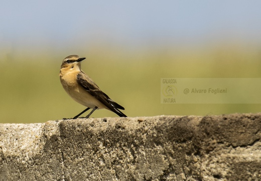 CULBIANCO - Wheatear - Oenanthe oenanthe - Luogo: Dorsale Orobica Lecchese - Forcella Alta - Resegone - (LC) 