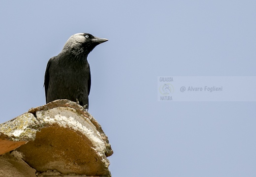 TACCOLA, Jackdaw, Corvus monedula