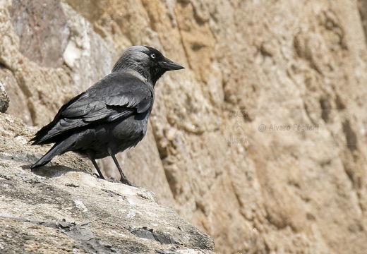 TACCOLA, Jackdaw, Corvus monedula