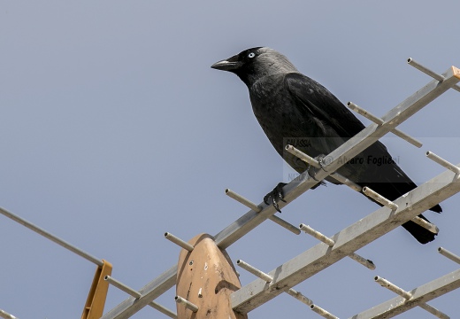 TACCOLA, Jackdaw, Corvus monedula