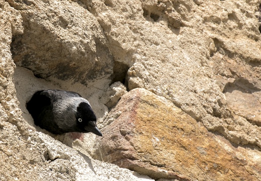 TACCOLA, Jackdaw, Corvus monedula