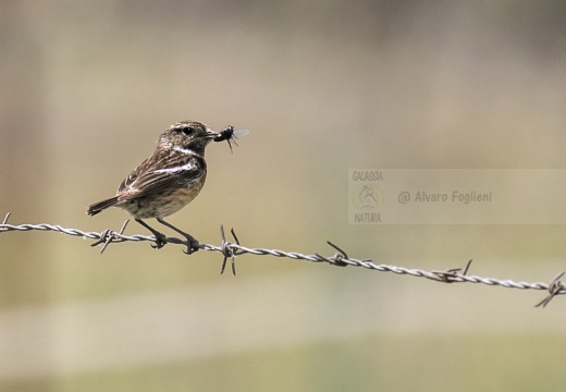 SALTIMPALO, Stonechat, Saxicola torquata