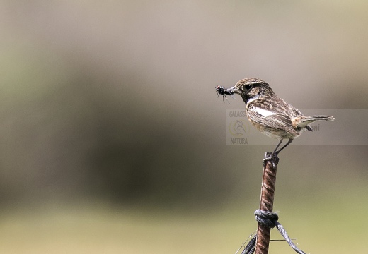 SALTIMPALO, Stonechat, Saxicola torquata