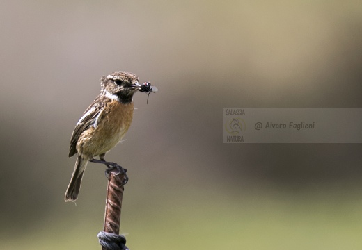 SALTIMPALO, Stonechat, Saxicola torquata