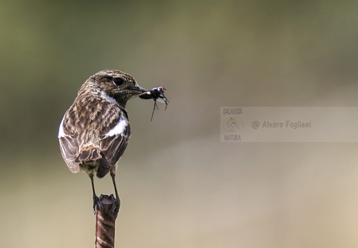 SALTIMPALO, Stonechat, Saxicola torquata