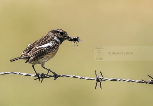 SALTIMPALO, Stonechat, Saxicola torquata