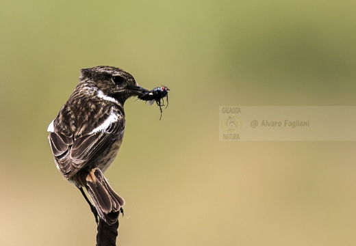 SALTIMPALO, Stonechat, Saxicola torquata